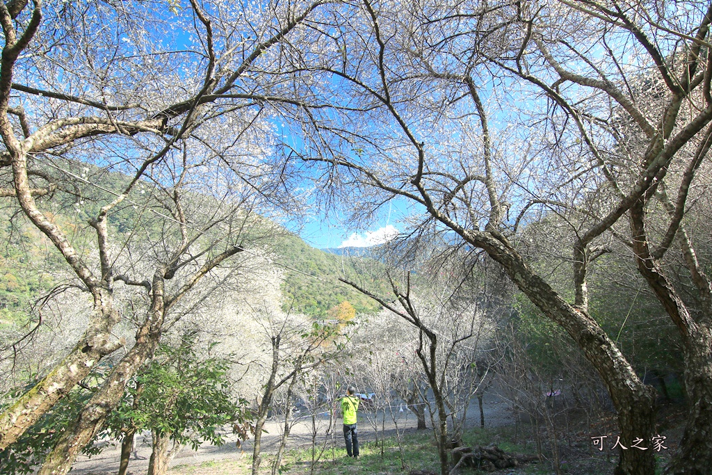 2018南投梅花,南投莊敬梅園