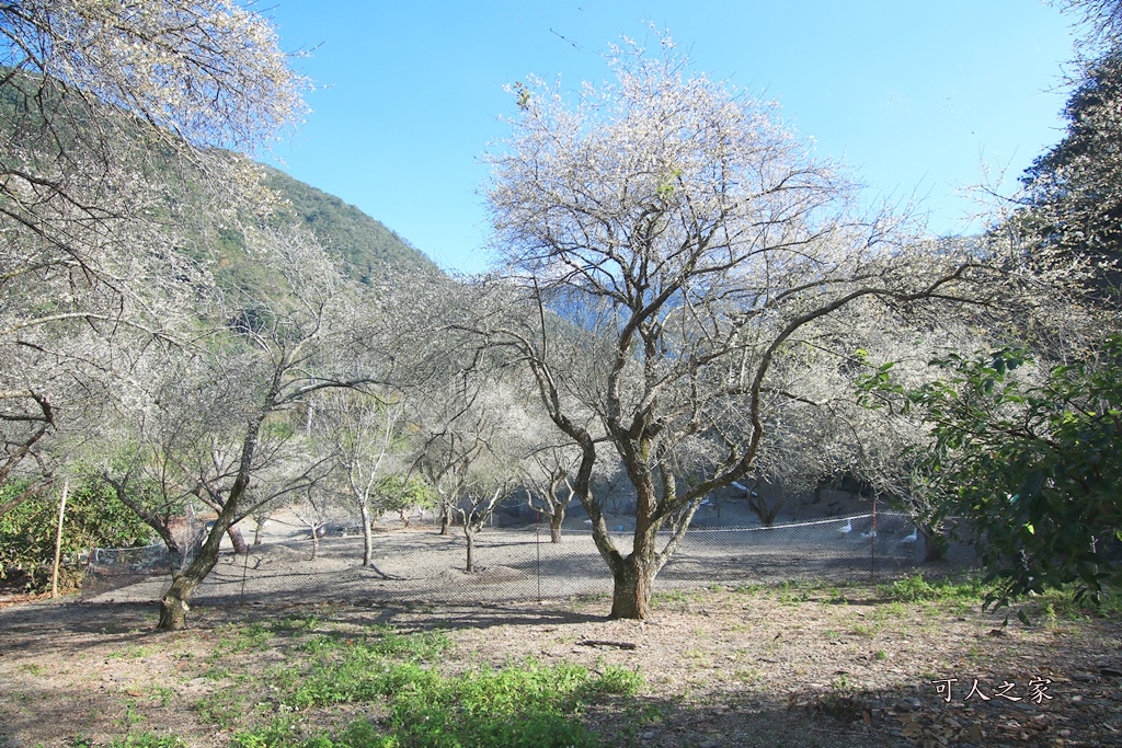 2018南投梅花,南投莊敬梅園