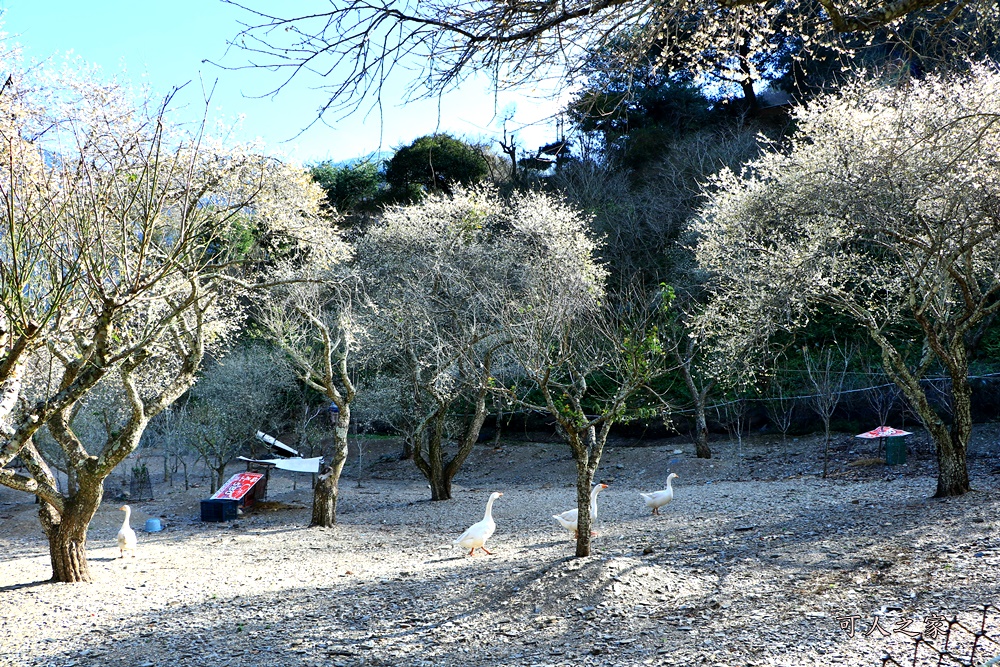 2018南投梅花,南投莊敬梅園