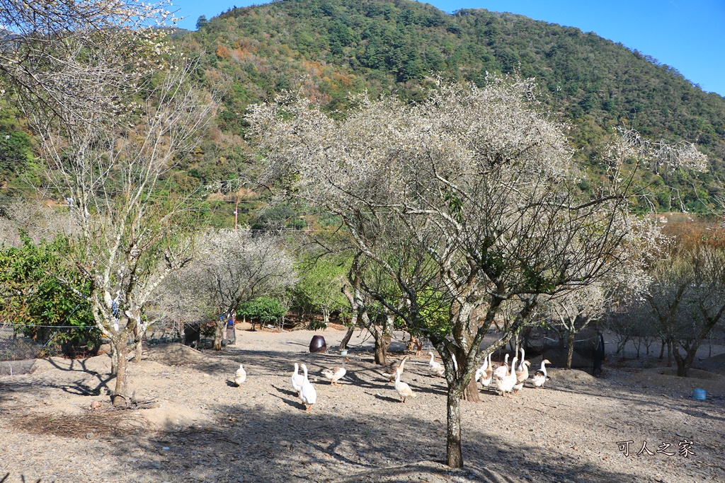 2018南投梅花,南投莊敬梅園