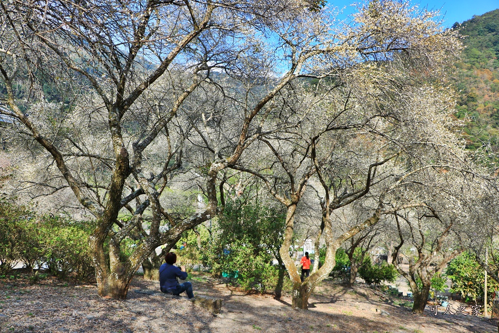 2018南投梅花,南投莊敬梅園