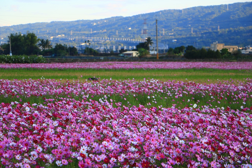 2018田中稻草人,彰化化田中稻草人,彰化田中景點,田中望高瞭,稻田中、接駁時間地點、稻草人、田中火車站、望高瞭、田中周邊景點、田中美食,稻草人藝術節