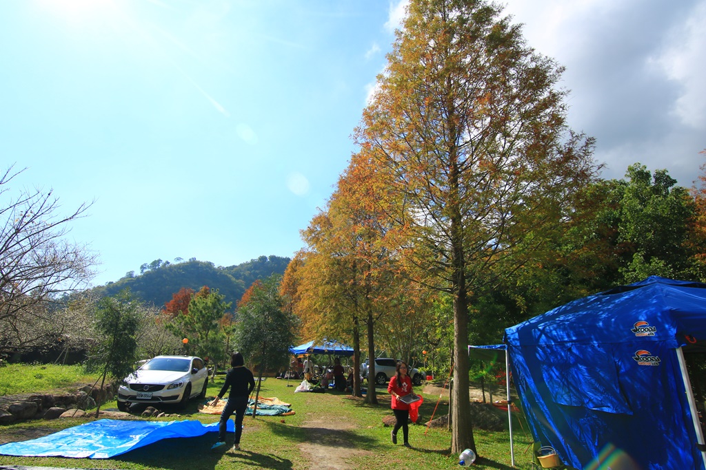 南投國姓露營區,露營玩水、玩沙,露營賞梅，採果樂,黃金森林露營區