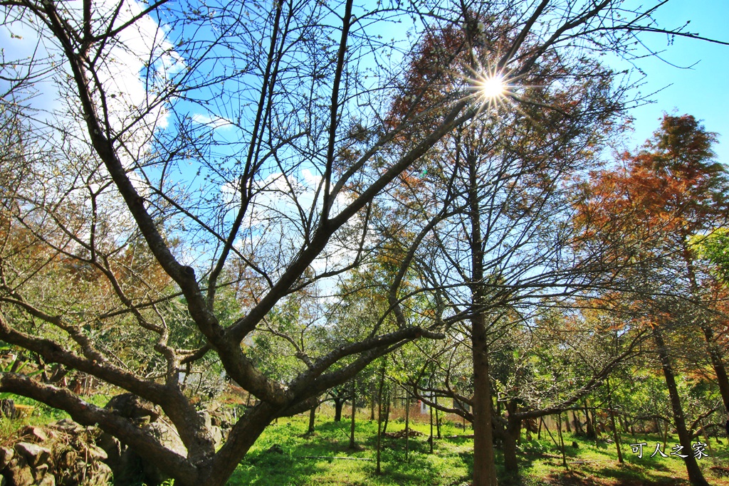 南投國姓露營區,露營玩水、玩沙,露營賞梅，採果樂,黃金森林露營區