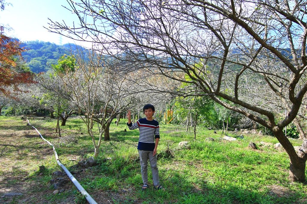 南投國姓露營區,露營玩水、玩沙,露營賞梅，採果樂,黃金森林露營區