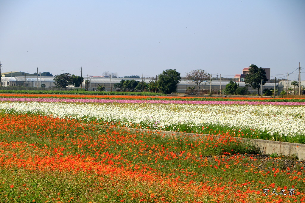 2019莿桐孩沙里花海季,雲林莿桐花海