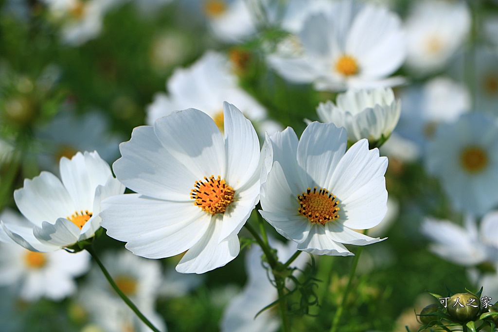 2019莿桐孩沙里花海季,雲林莿桐花海