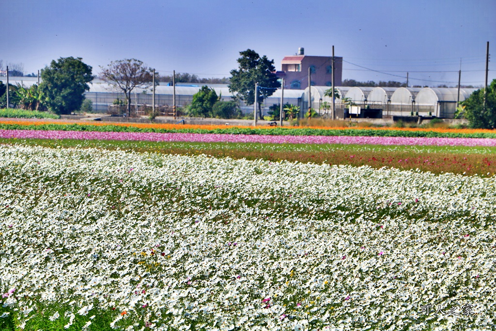 2019莿桐孩沙里花海季,雲林莿桐花海