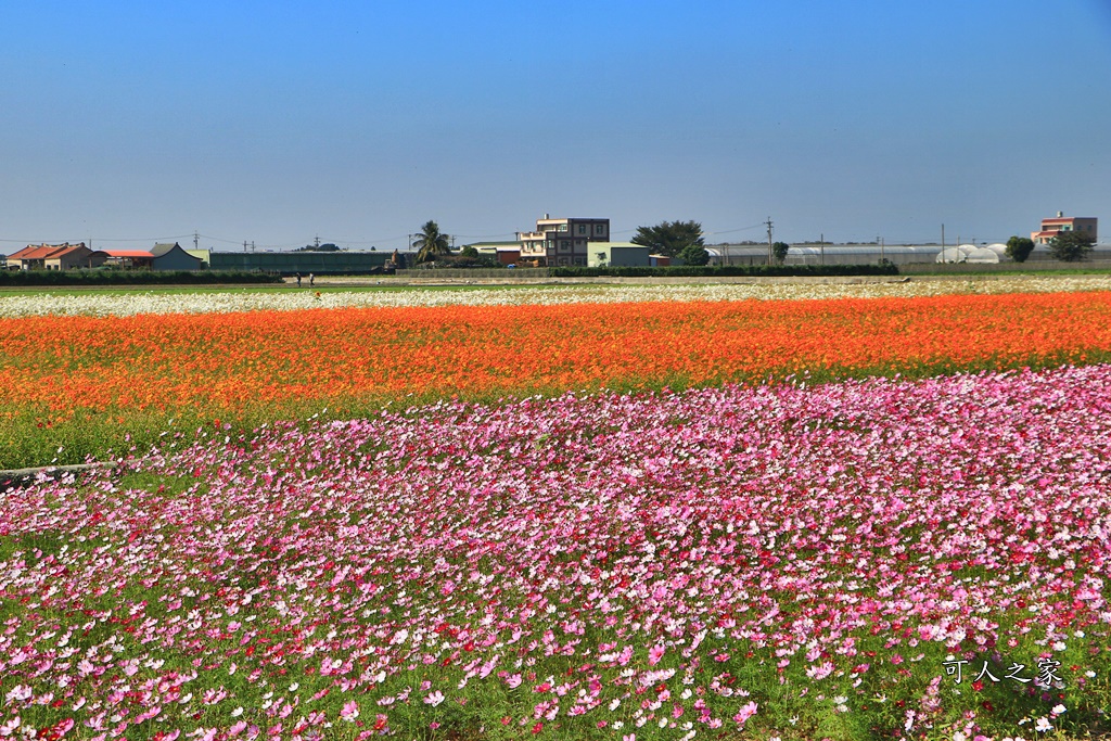 2019莿桐孩沙里花海季,雲林莿桐花海