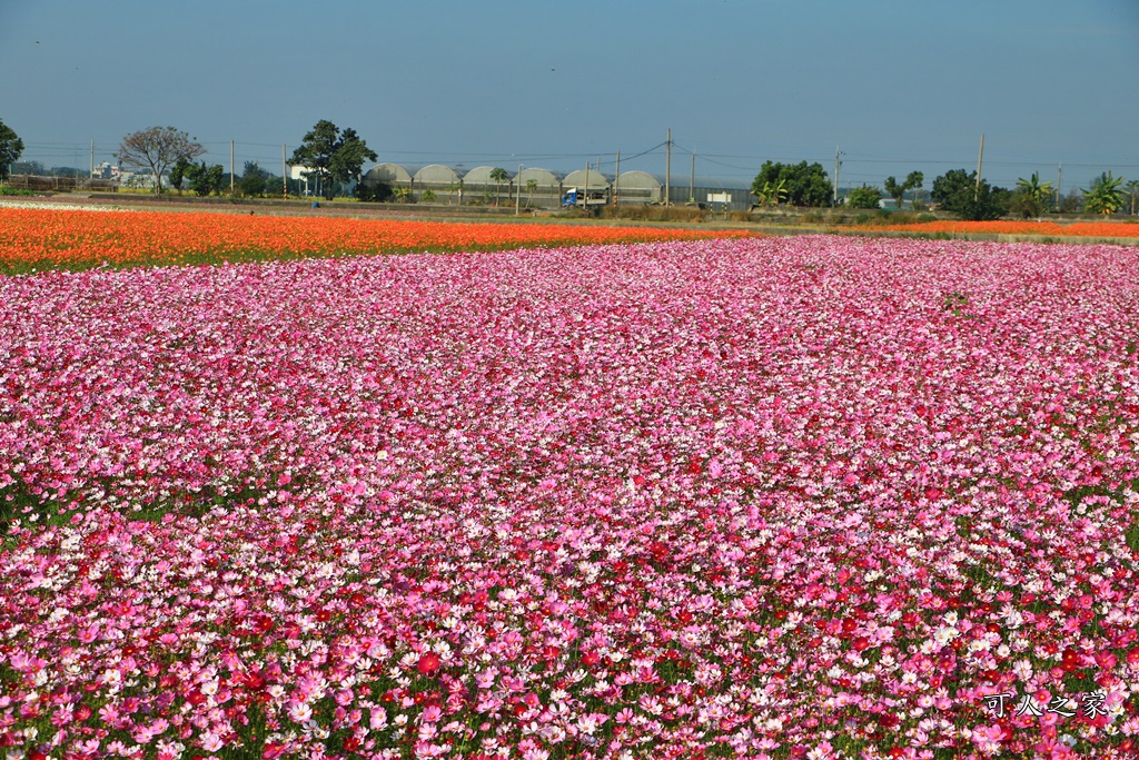 2019莿桐孩沙里花海季,雲林莿桐花海