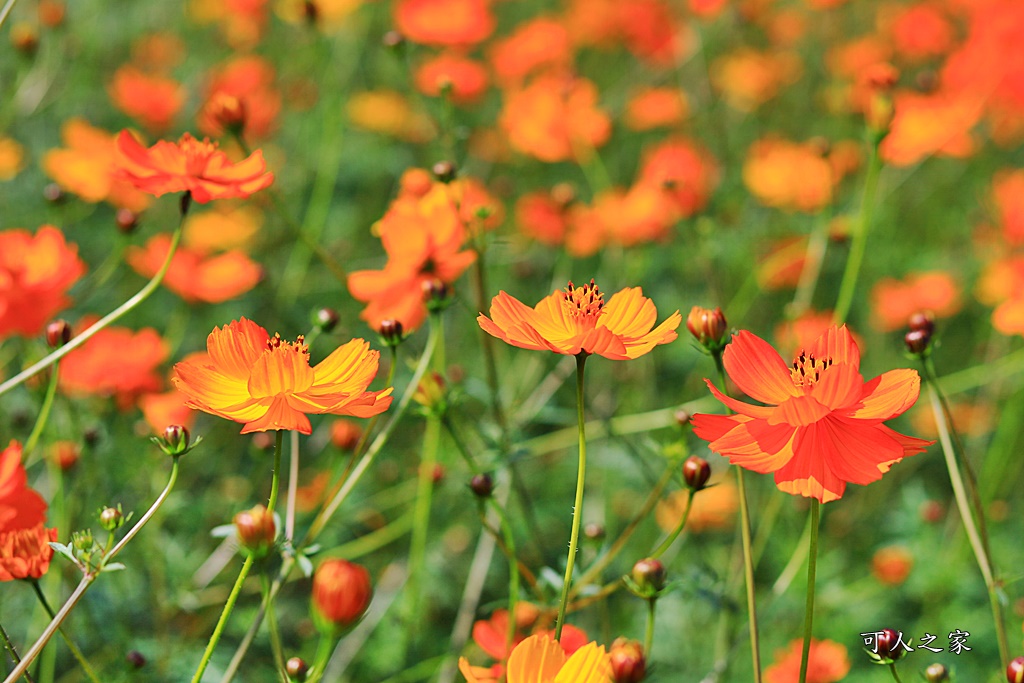 2019莿桐孩沙里花海季,雲林莿桐花海