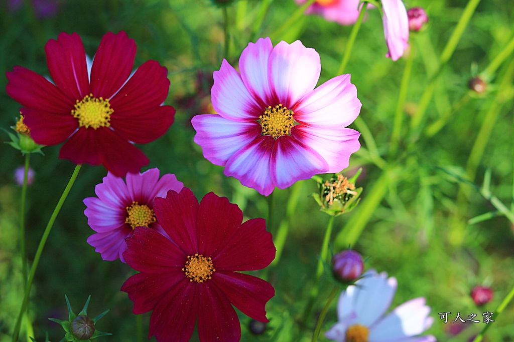 2019莿桐孩沙里花海季,雲林莿桐花海