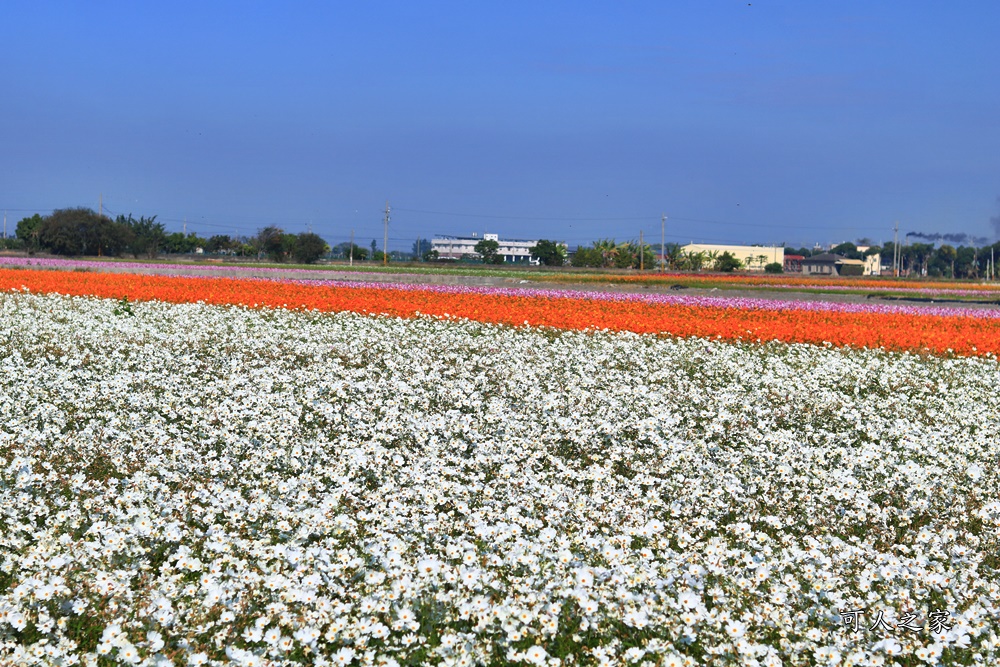 2019莿桐孩沙里花海季,雲林莿桐花海