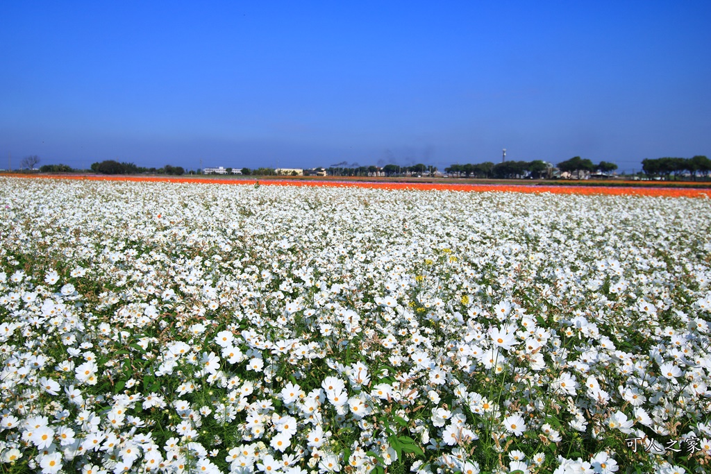 2019莿桐孩沙里花海季,雲林莿桐花海