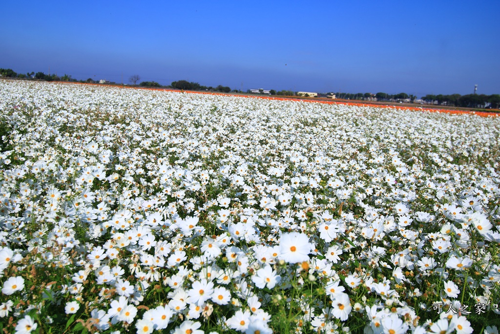 2019莿桐孩沙里花海季,雲林莿桐花海