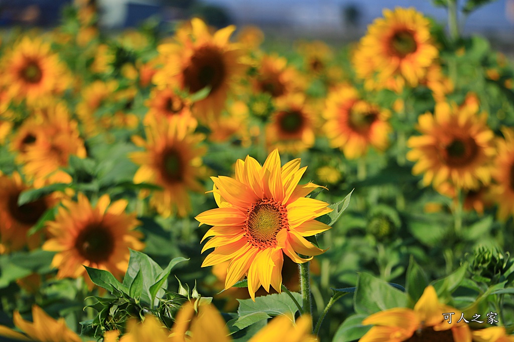 2019莿桐孩沙里花海季,雲林莿桐花海