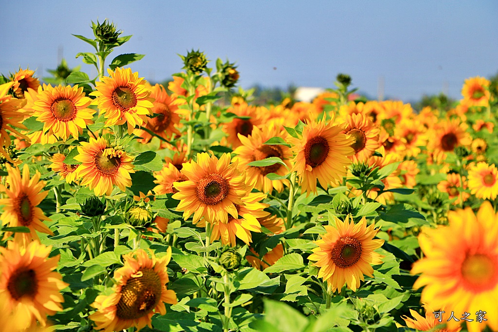 2019莿桐孩沙里花海季,雲林莿桐花海