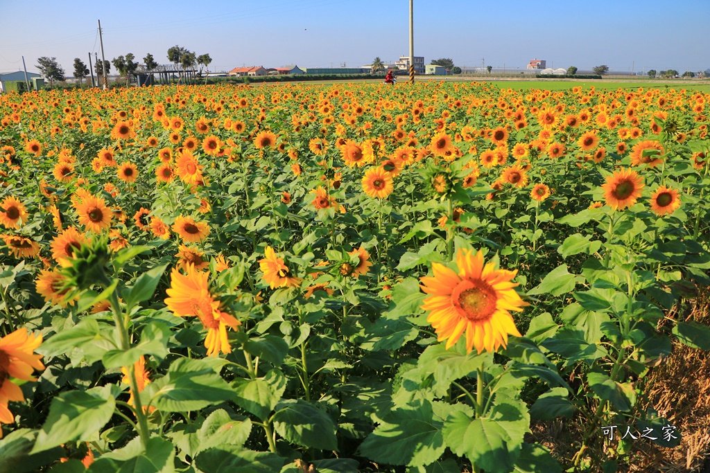 2019莿桐孩沙里花海季,雲林莿桐花海