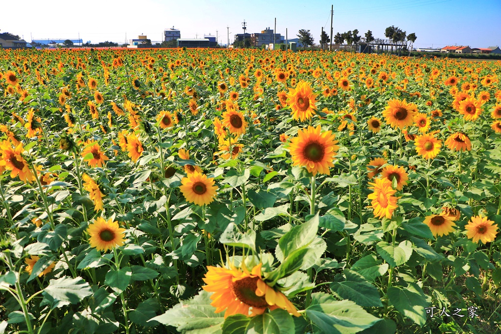 2019莿桐孩沙里花海季,雲林莿桐花海