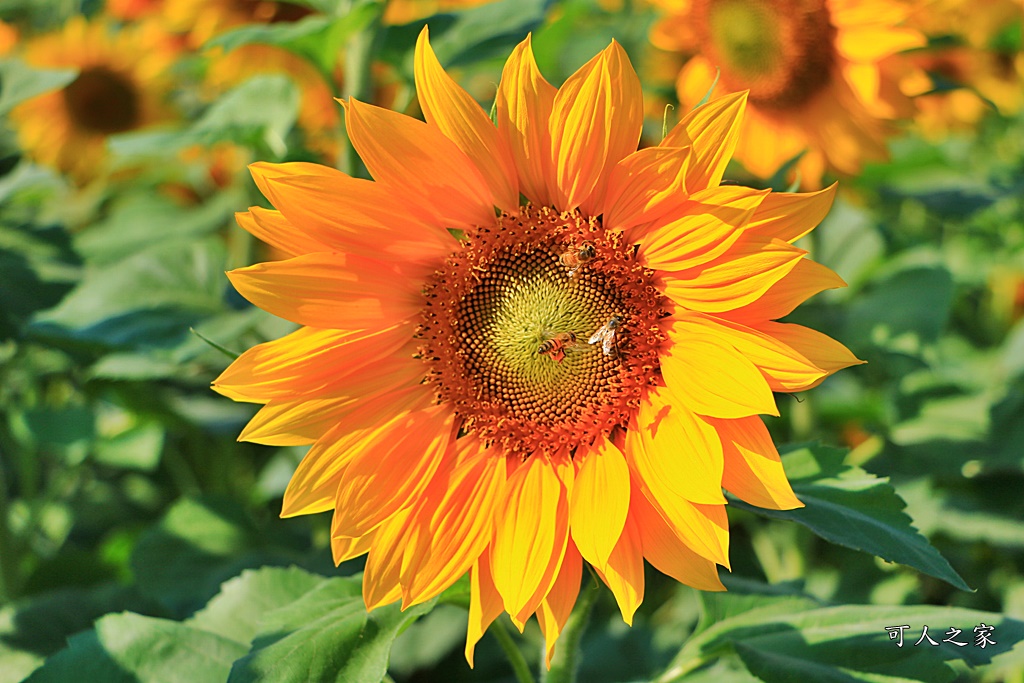 2019莿桐孩沙里花海季,雲林莿桐花海