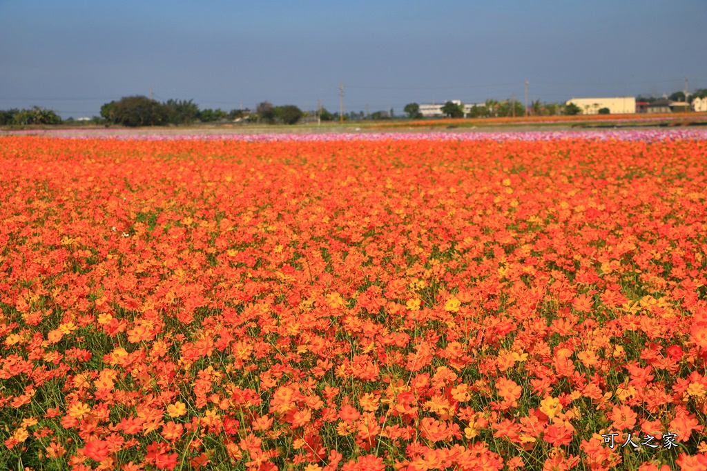 2019莿桐孩沙里花海季,雲林莿桐花海