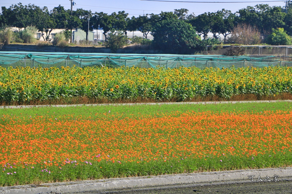 2019莿桐孩沙里花海季,雲林莿桐花海