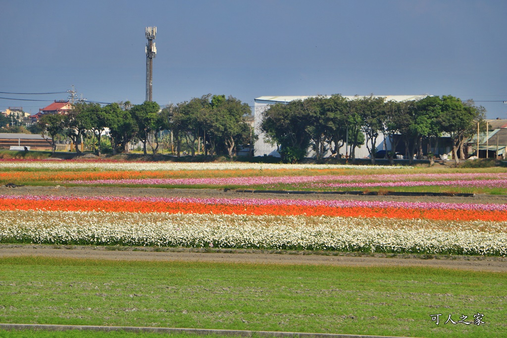 2019莿桐孩沙里花海季,雲林莿桐花海