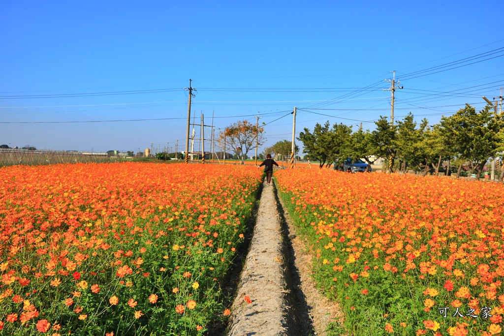 2019莿桐孩沙里花海季,雲林莿桐花海