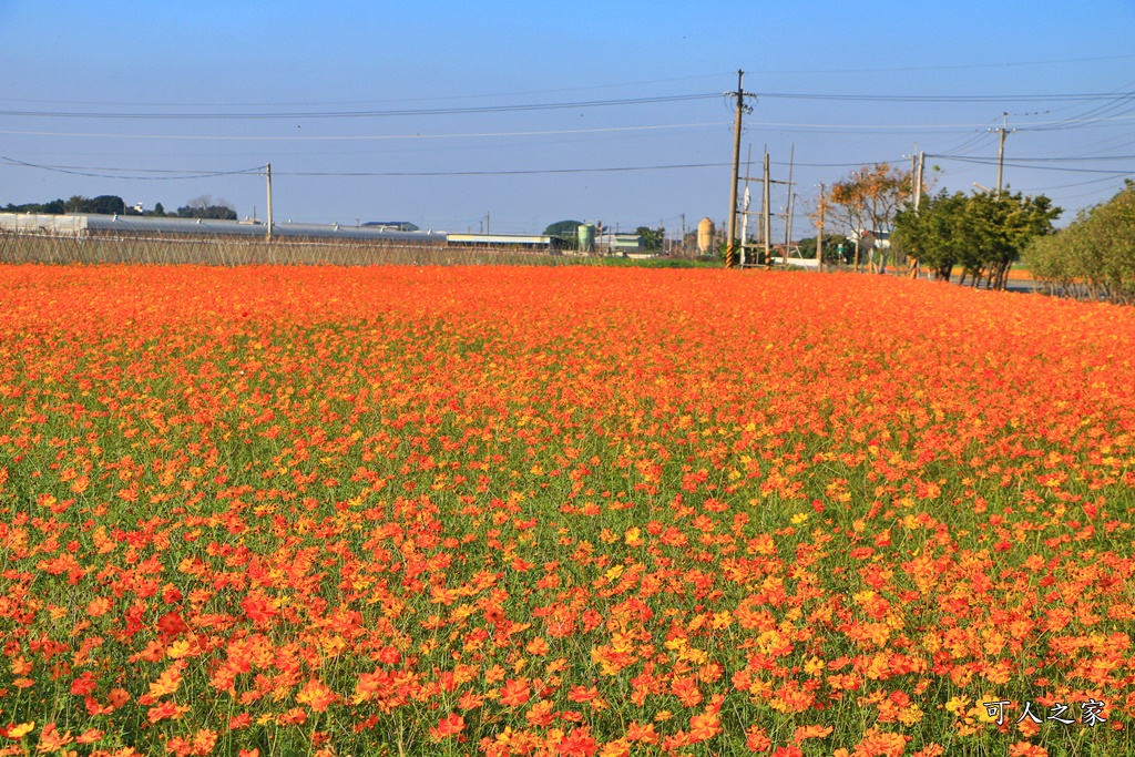 2019莿桐孩沙里花海季,雲林莿桐花海