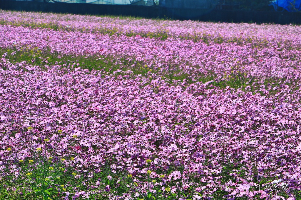 2019莿桐孩沙里花海季,雲林莿桐花海