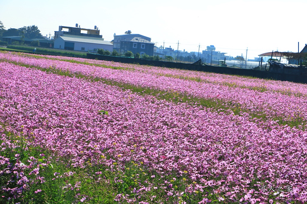 2019莿桐孩沙里花海季,雲林莿桐花海