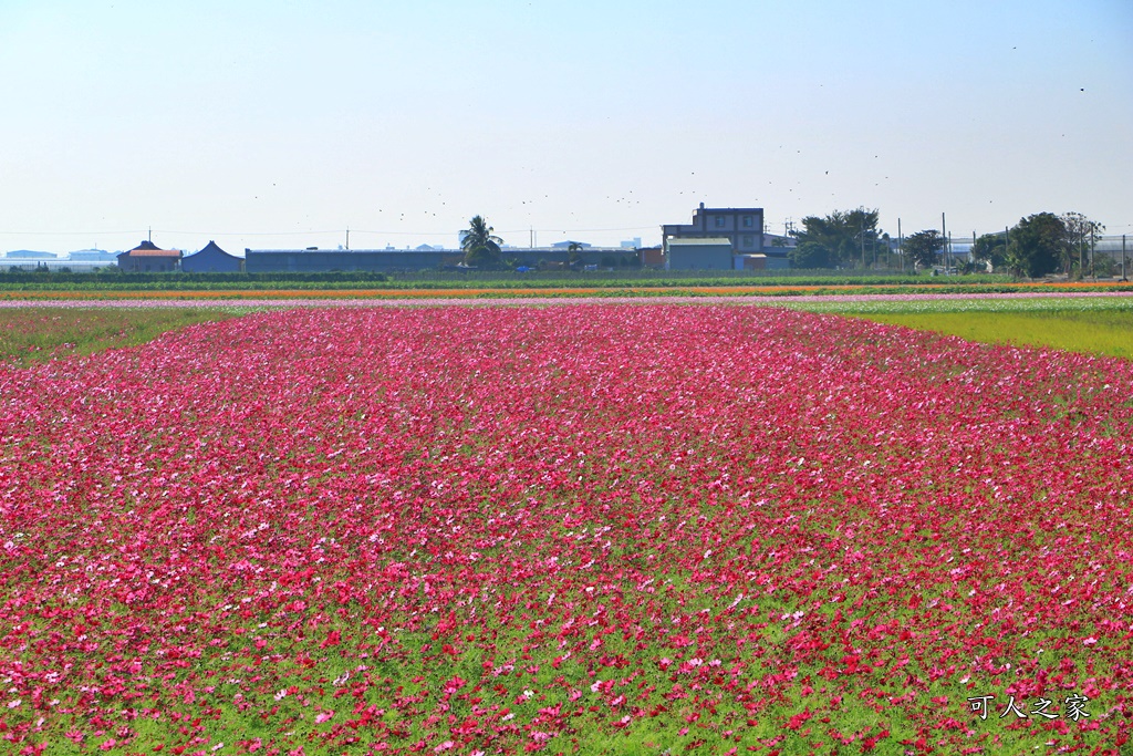 2019莿桐孩沙里花海季,雲林莿桐花海