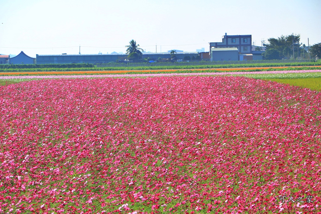 2019莿桐孩沙里花海季,雲林莿桐花海