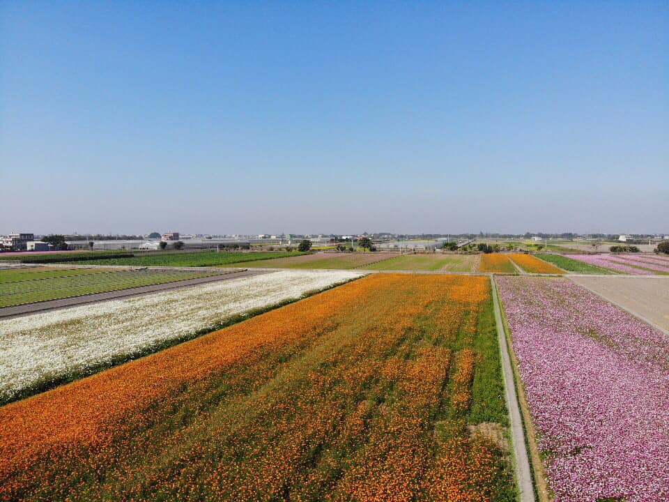 2019莿桐孩沙里花海季,雲林莿桐花海