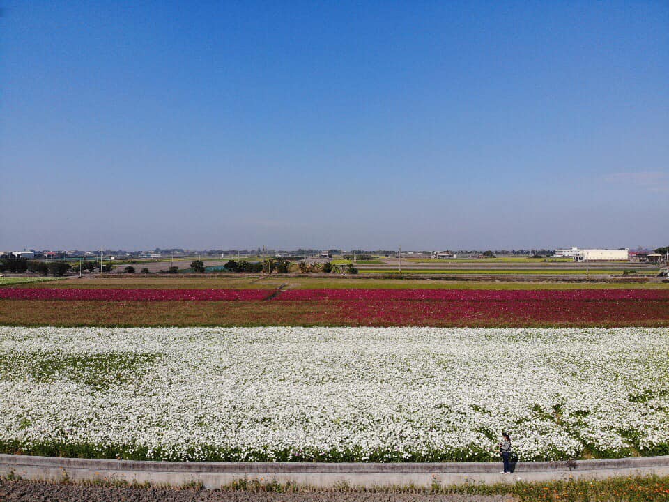 2019莿桐孩沙里花海季,雲林莿桐花海