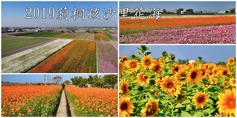 2019莿桐孩沙里花海季,雲林莿桐花海