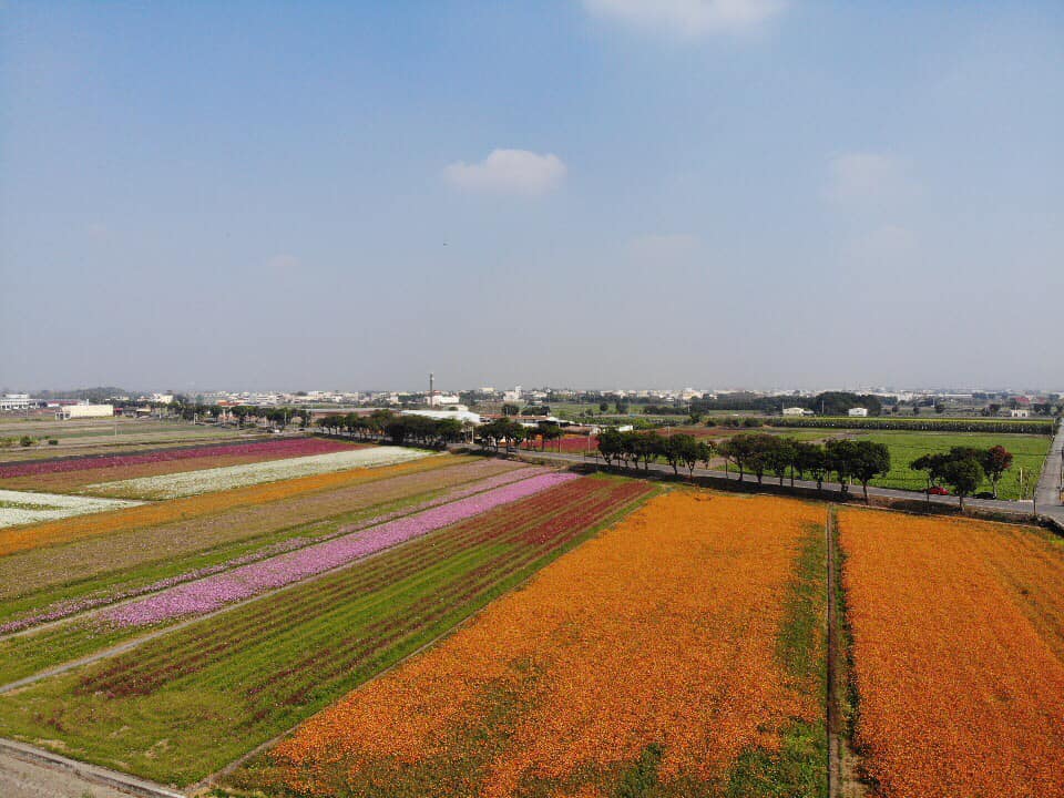 2019莿桐孩沙里花海季,雲林莿桐花海