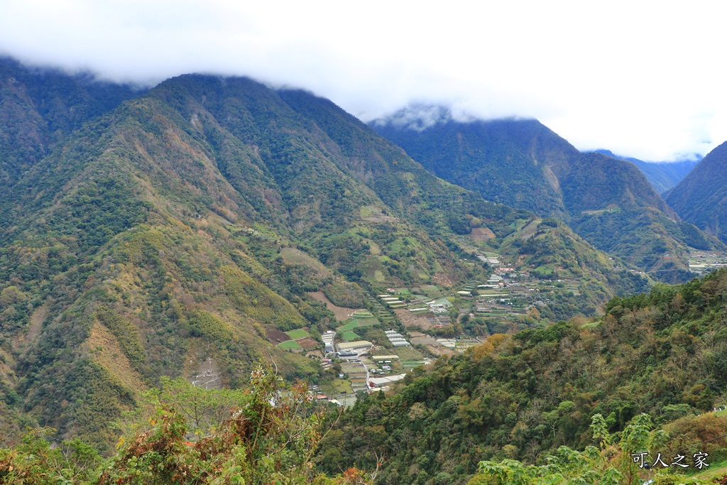 2甲地山櫻花,新中橫116K,望高茶園景觀餐廳,草坪頭櫻花,賞雲海