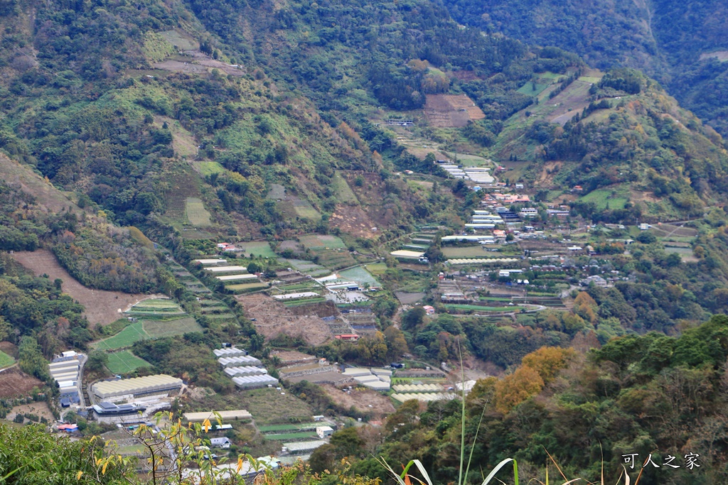 2甲地山櫻花,新中橫116K,望高茶園景觀餐廳,草坪頭櫻花,賞雲海