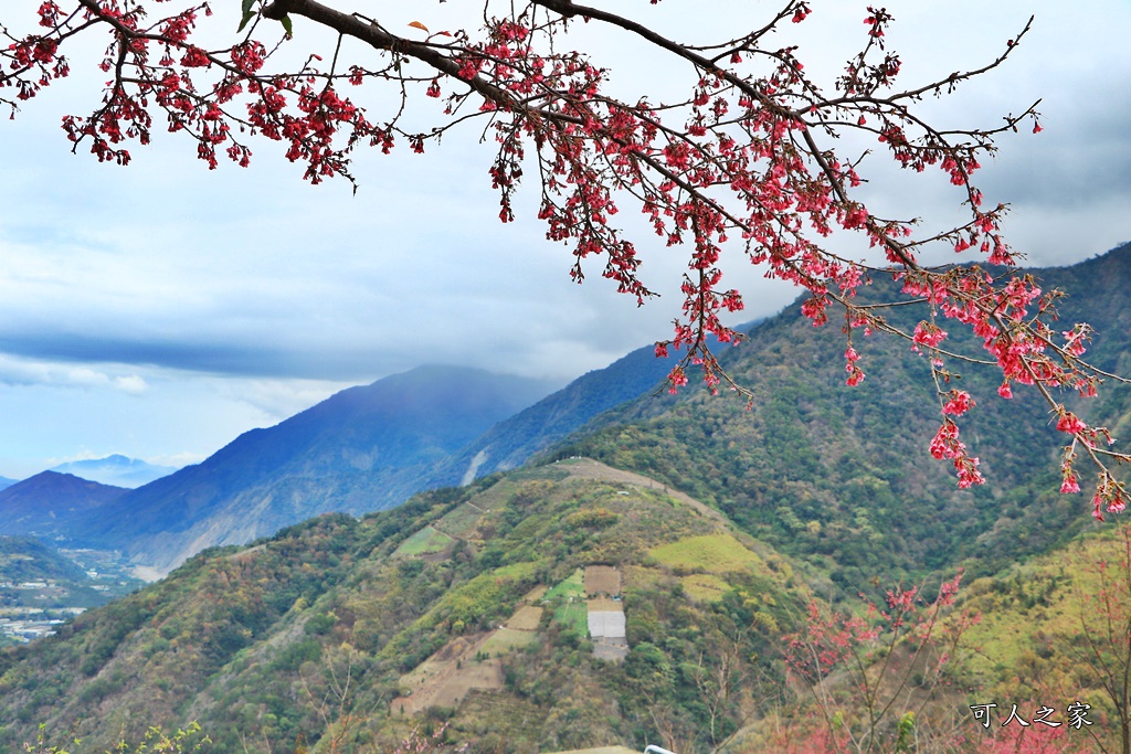 2甲地山櫻花,新中橫116K,望高茶園景觀餐廳,草坪頭櫻花,賞雲海