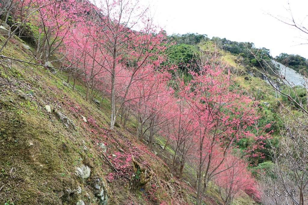 2甲地山櫻花,新中橫116K,望高茶園景觀餐廳,草坪頭櫻花,賞雲海