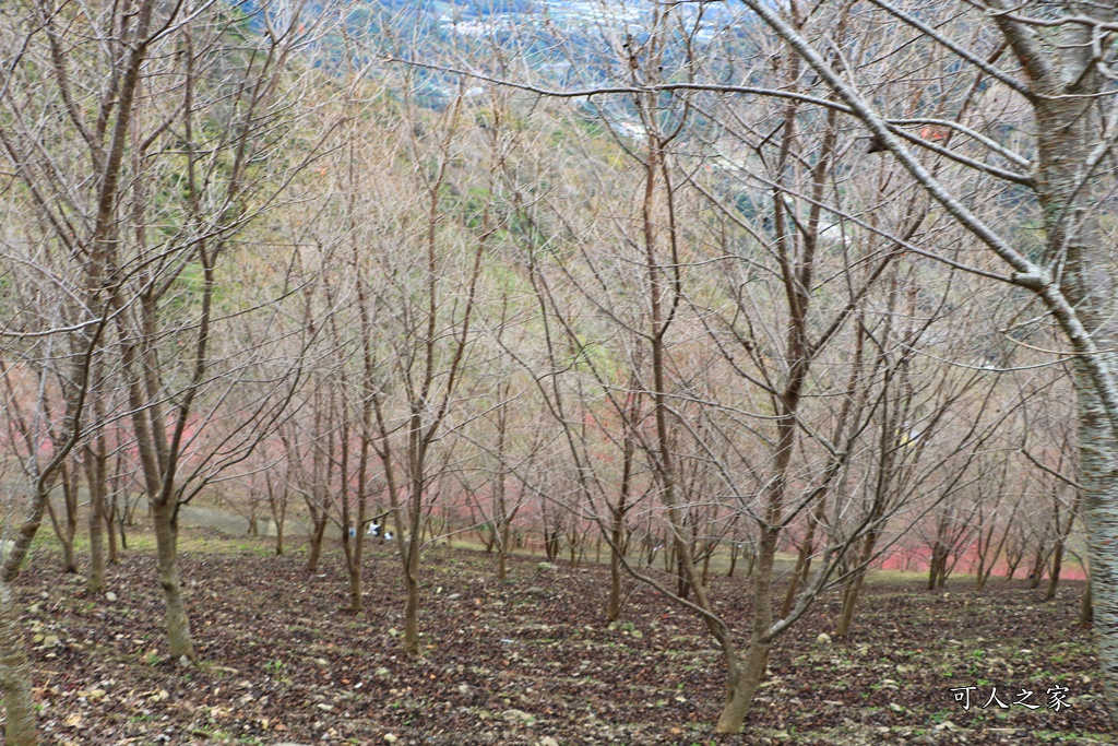 2甲地山櫻花,新中橫116K,望高茶園景觀餐廳,草坪頭櫻花,賞雲海