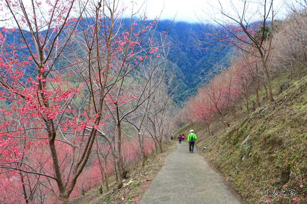 2甲地山櫻花,新中橫116K,望高茶園景觀餐廳,草坪頭櫻花,賞雲海