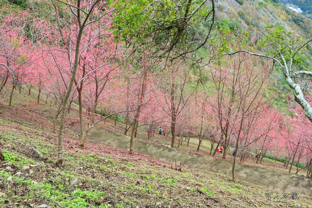 2甲地山櫻花,新中橫116K,望高茶園景觀餐廳,草坪頭櫻花,賞雲海