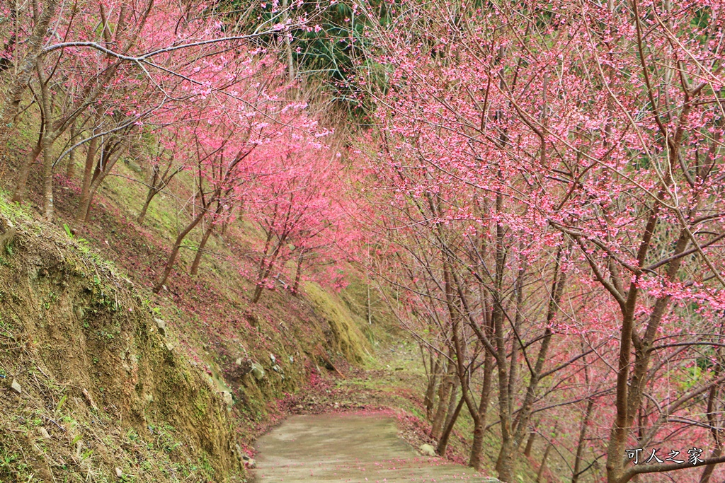 2甲地山櫻花,新中橫116K,望高茶園景觀餐廳,草坪頭櫻花,賞雲海