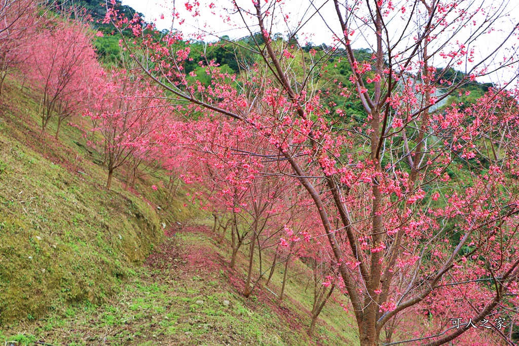 2甲地山櫻花,新中橫116K,望高茶園景觀餐廳,草坪頭櫻花,賞雲海