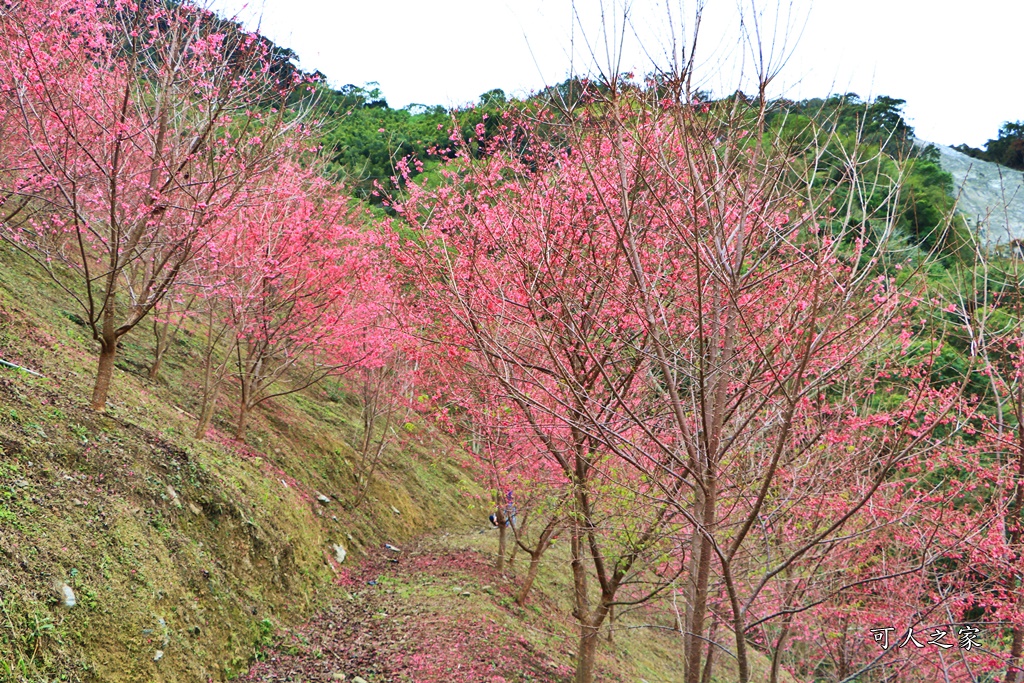 2甲地山櫻花,新中橫116K,望高茶園景觀餐廳,草坪頭櫻花,賞雲海