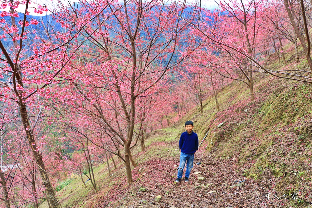 2甲地山櫻花,新中橫116K,望高茶園景觀餐廳,草坪頭櫻花,賞雲海