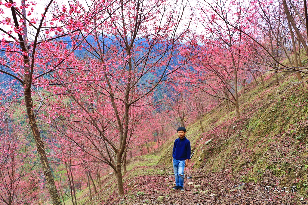 2甲地山櫻花,新中橫116K,望高茶園景觀餐廳,草坪頭櫻花,賞雲海