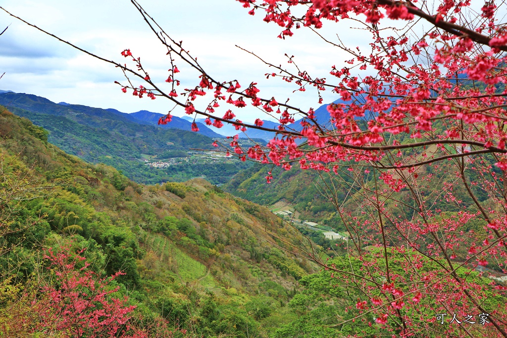 2甲地山櫻花,新中橫116K,望高茶園景觀餐廳,草坪頭櫻花,賞雲海